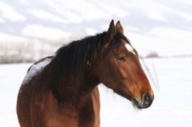 A beautiful Bay. There are coats of so many different colors in our herd.